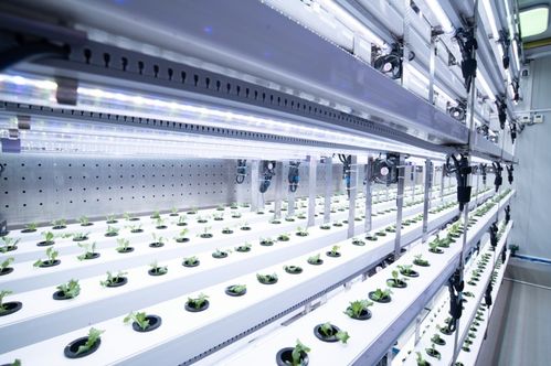 聚焦農業科技創新 植物工廠種出 智慧菜