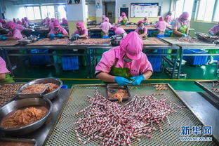 傳統(tǒng) 皮都 轉(zhuǎn)型升級時尚 寵物小鎮(zhèn)